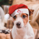 Gorro de Navidad para mascotas